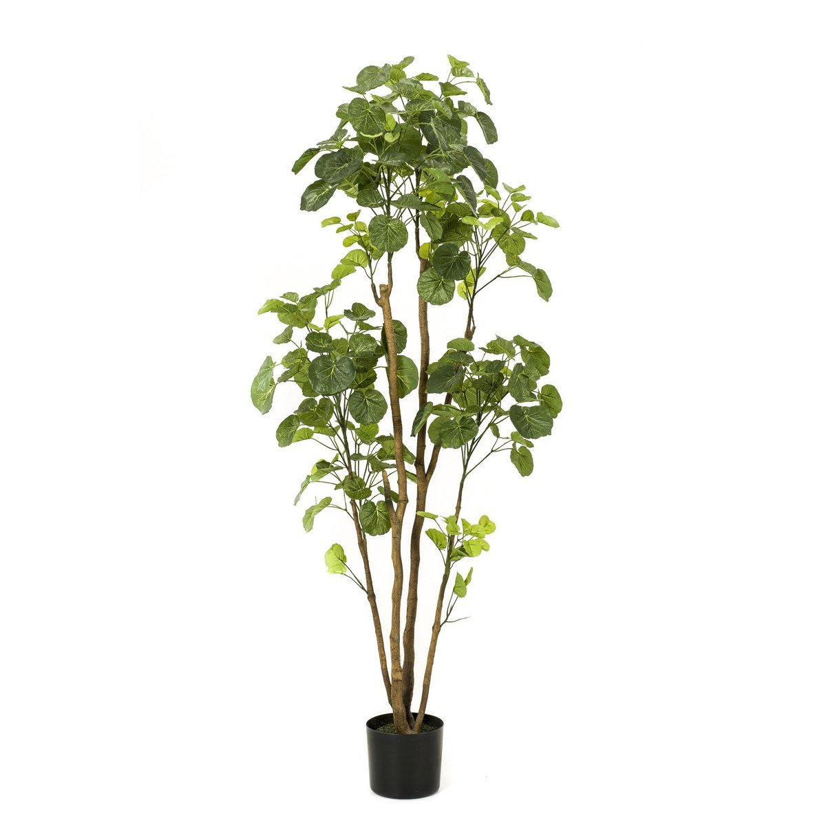 Kunstplant - Polyscias 160 cm