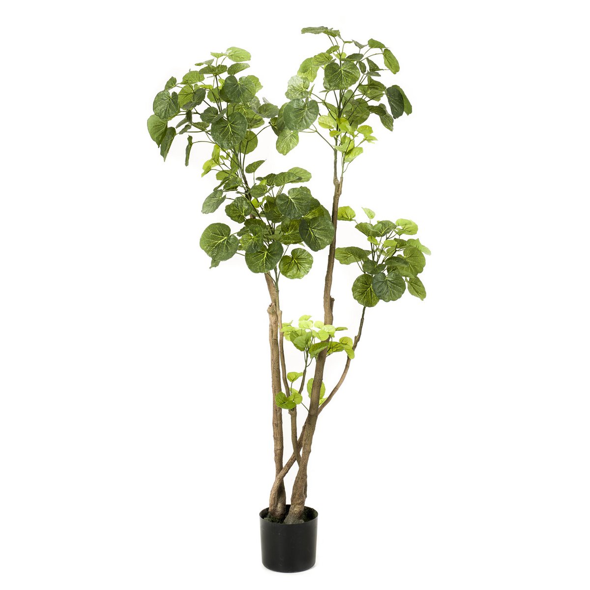 Kunstplant - Polyscias 140 cm