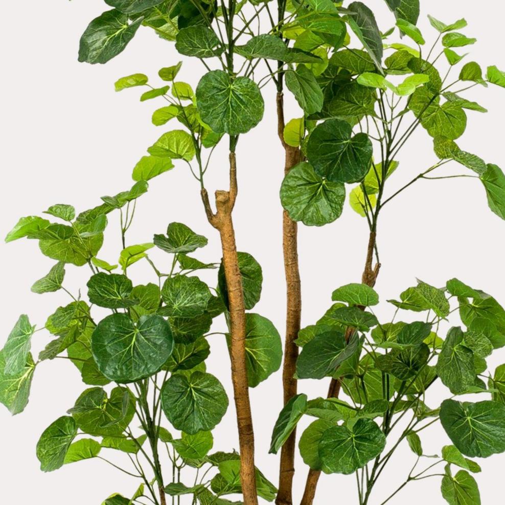 Kunstplant - Polyscias 160 cm