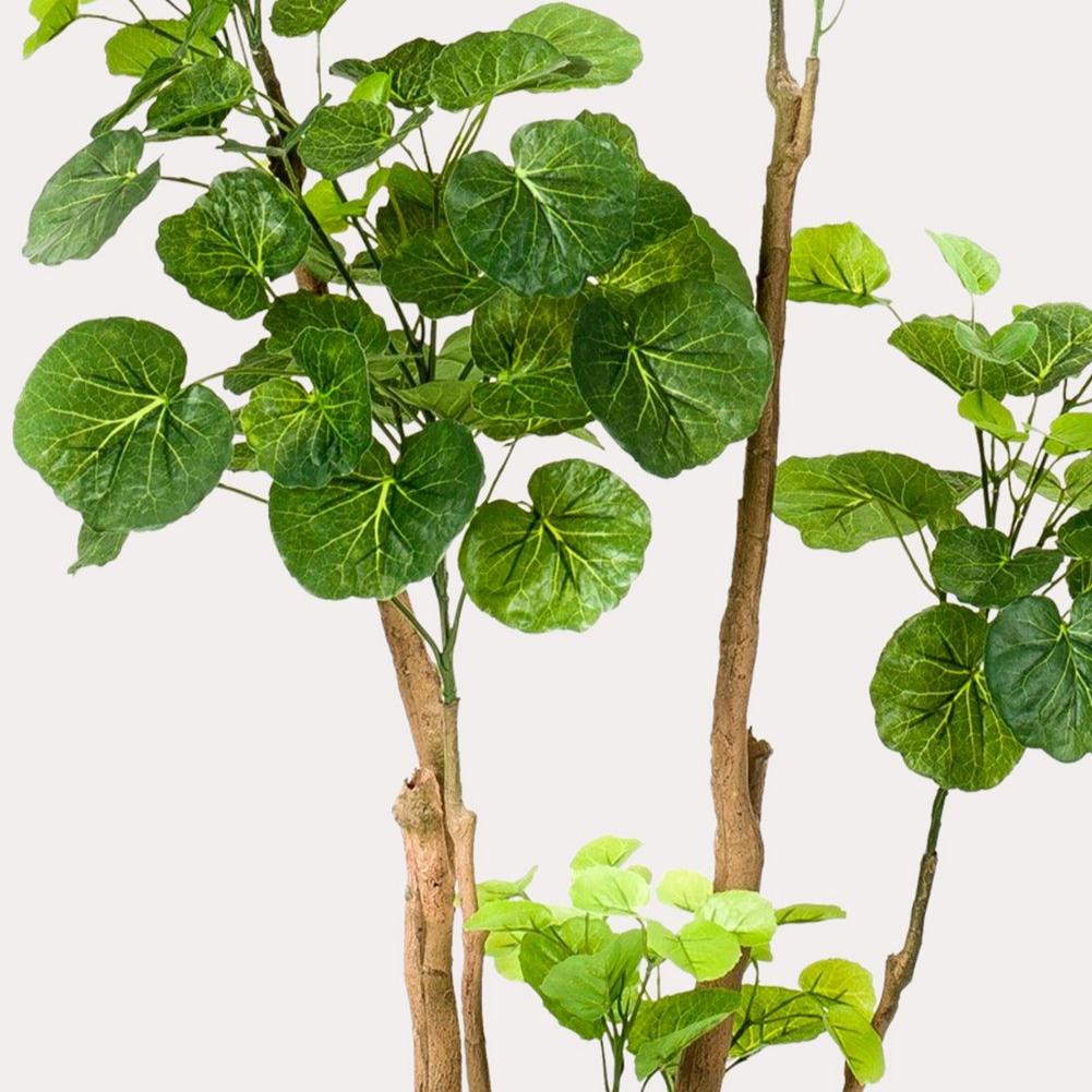 Kunstplant - Polyscias 140 cm