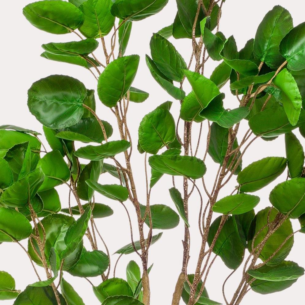 Kunstplant - Polyscias 150 cm