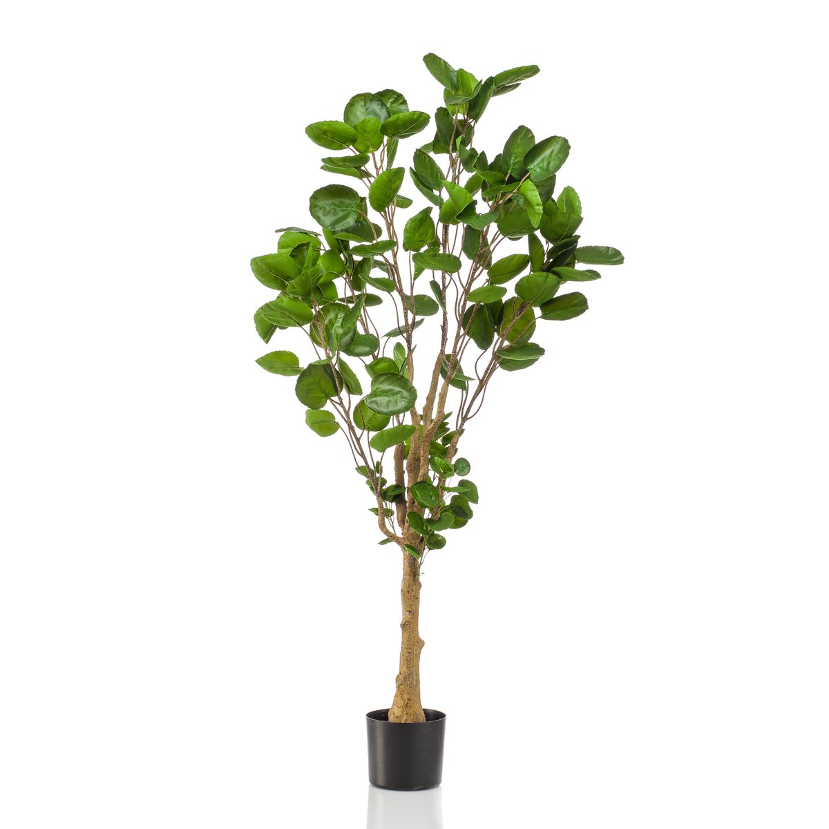 Kunstplant - Polyscias 150 cm