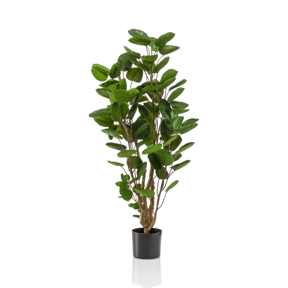 Kunstplant - Polyscias 105 cm