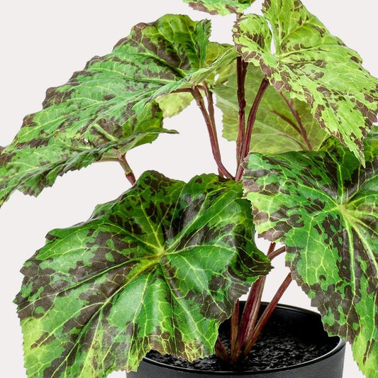 Kunstplant Begonia Rex - 25 cm