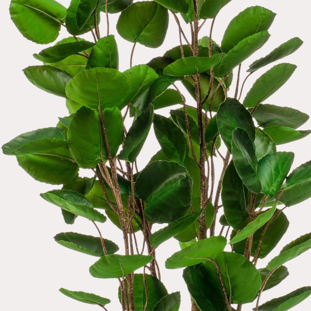 Kunstplant - Polyscias 105 cm