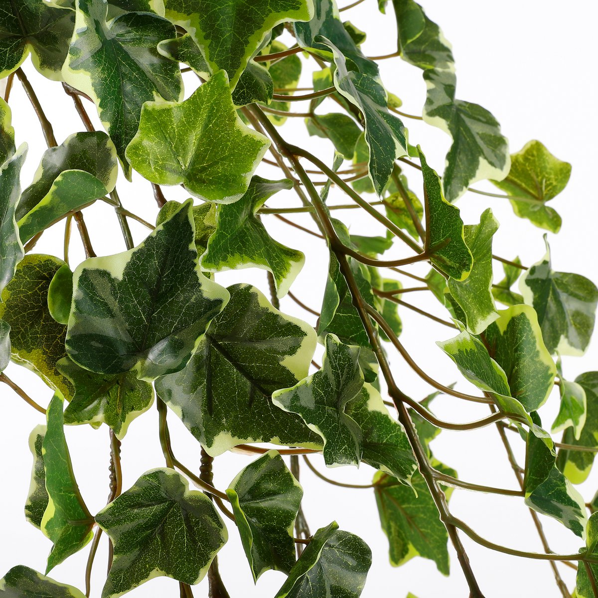 Hedera Kunst Hangplant