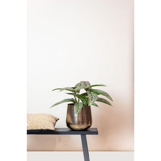 Kunstplant - Calathea Dots 38 cm