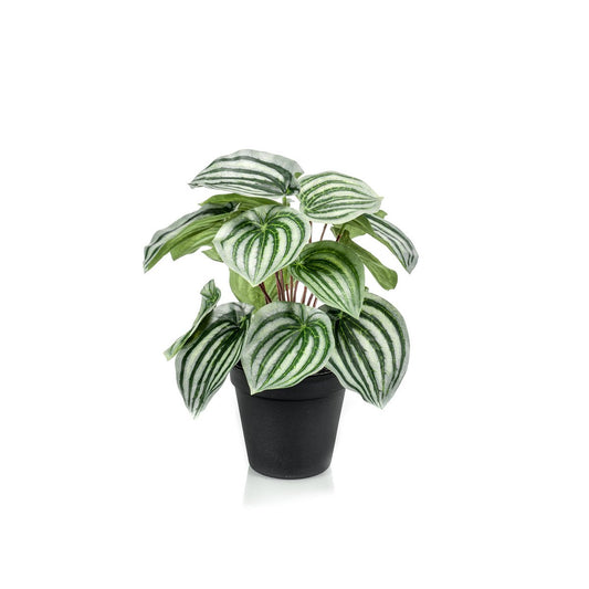 Kunstplant - Peperomia Argyreia 25 cm